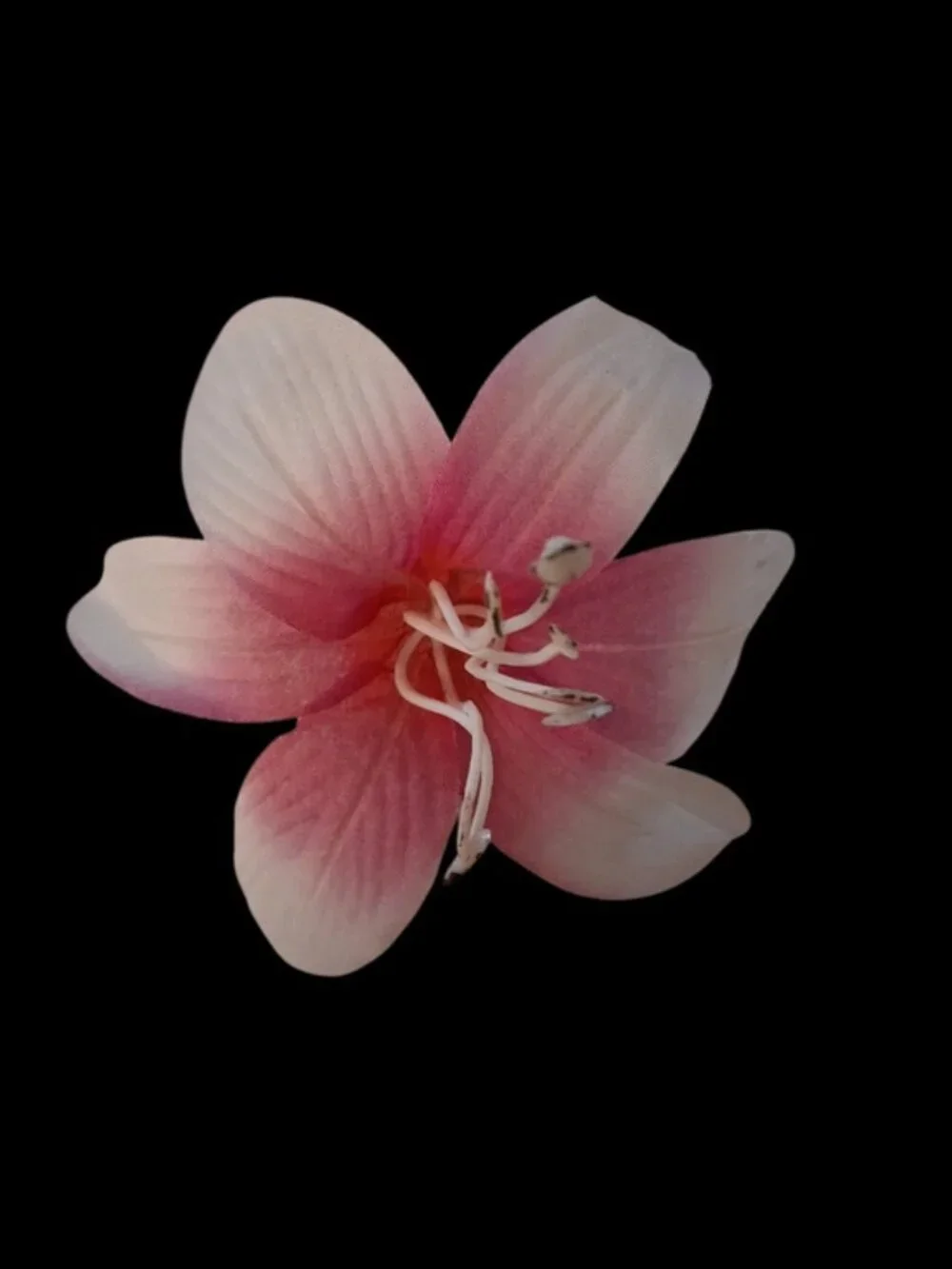 FIGLIOLINI S.R.L. elegant pink